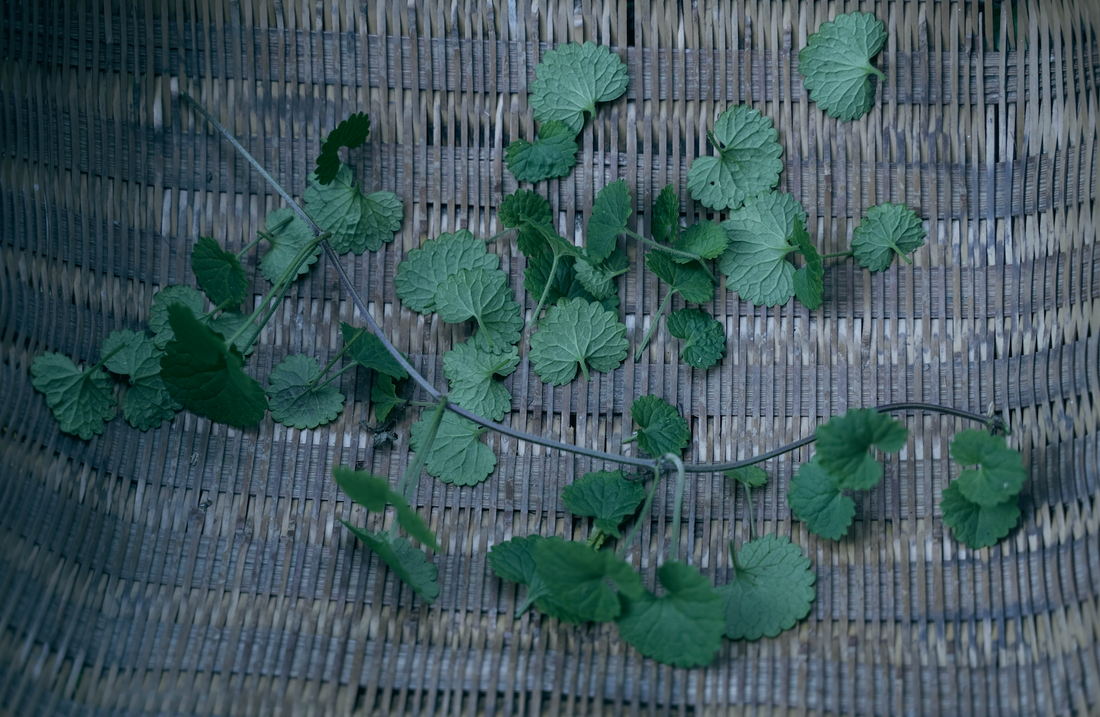 カキドオシとレモングラス、山里の爽香茶