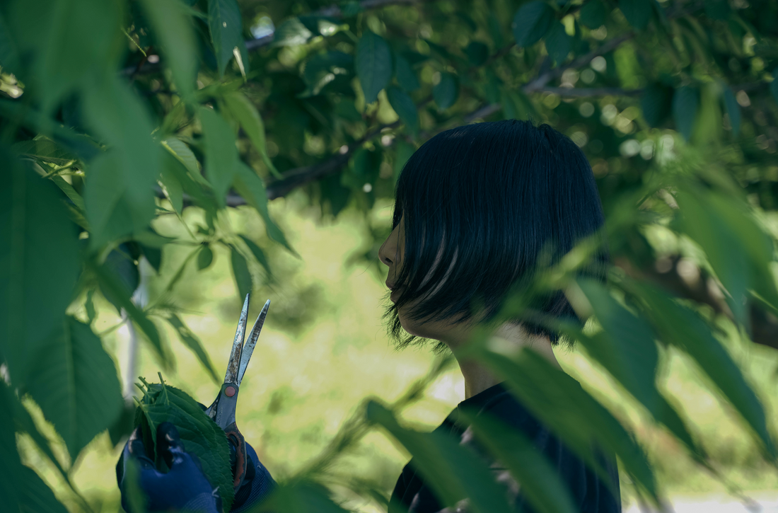 野草の春じたく｜野草の管理人より