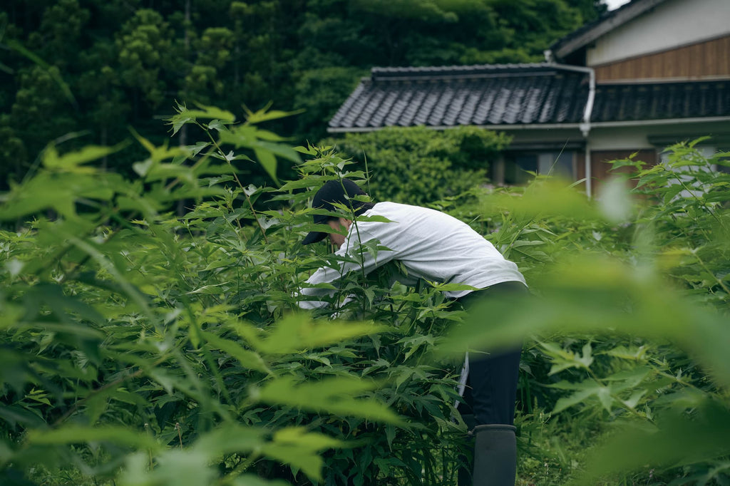 楮ほうじ茶 ティーバッグ8包入 茶筒