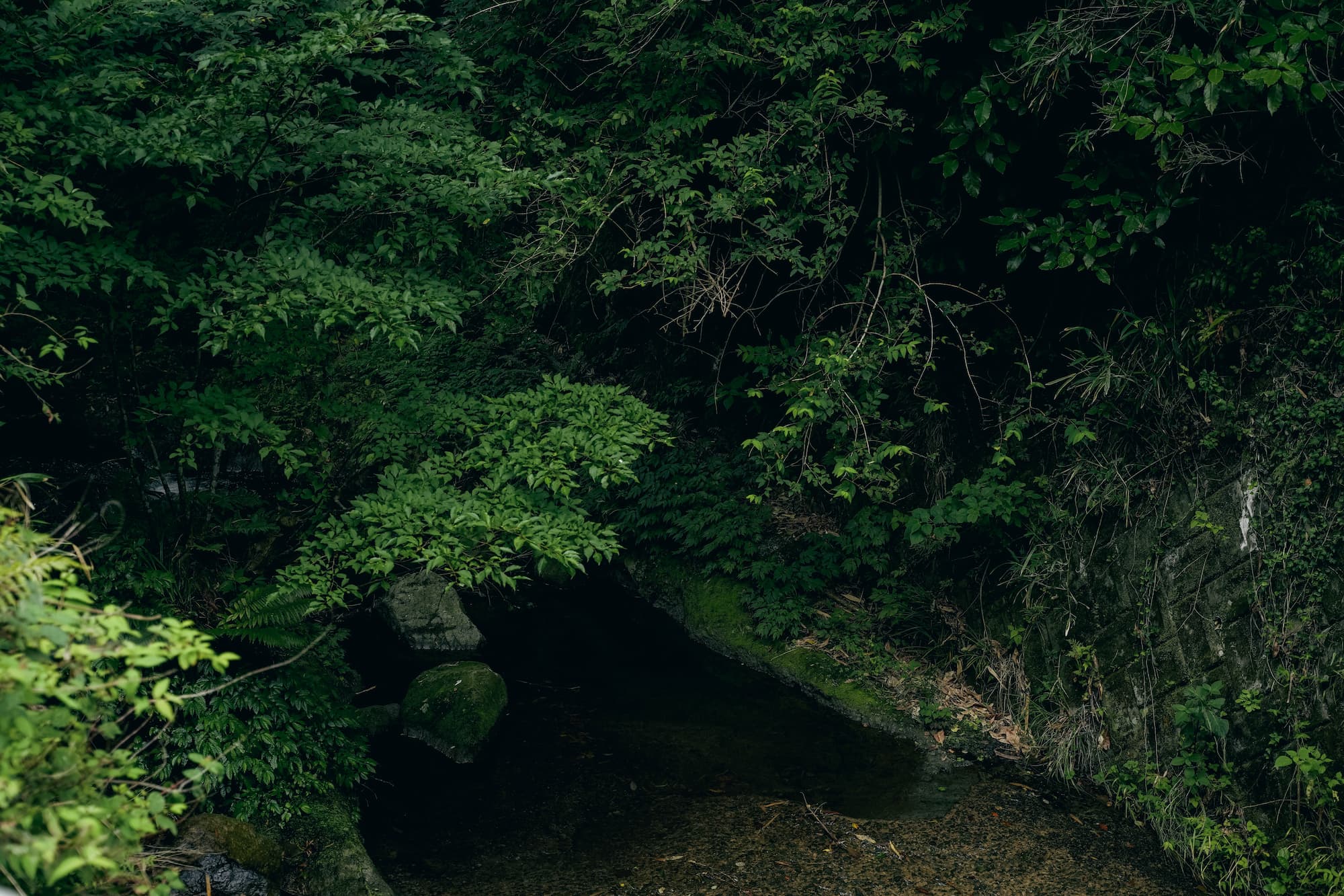焙煎マコモとスギナ ティーバッグ6包入 茶筒