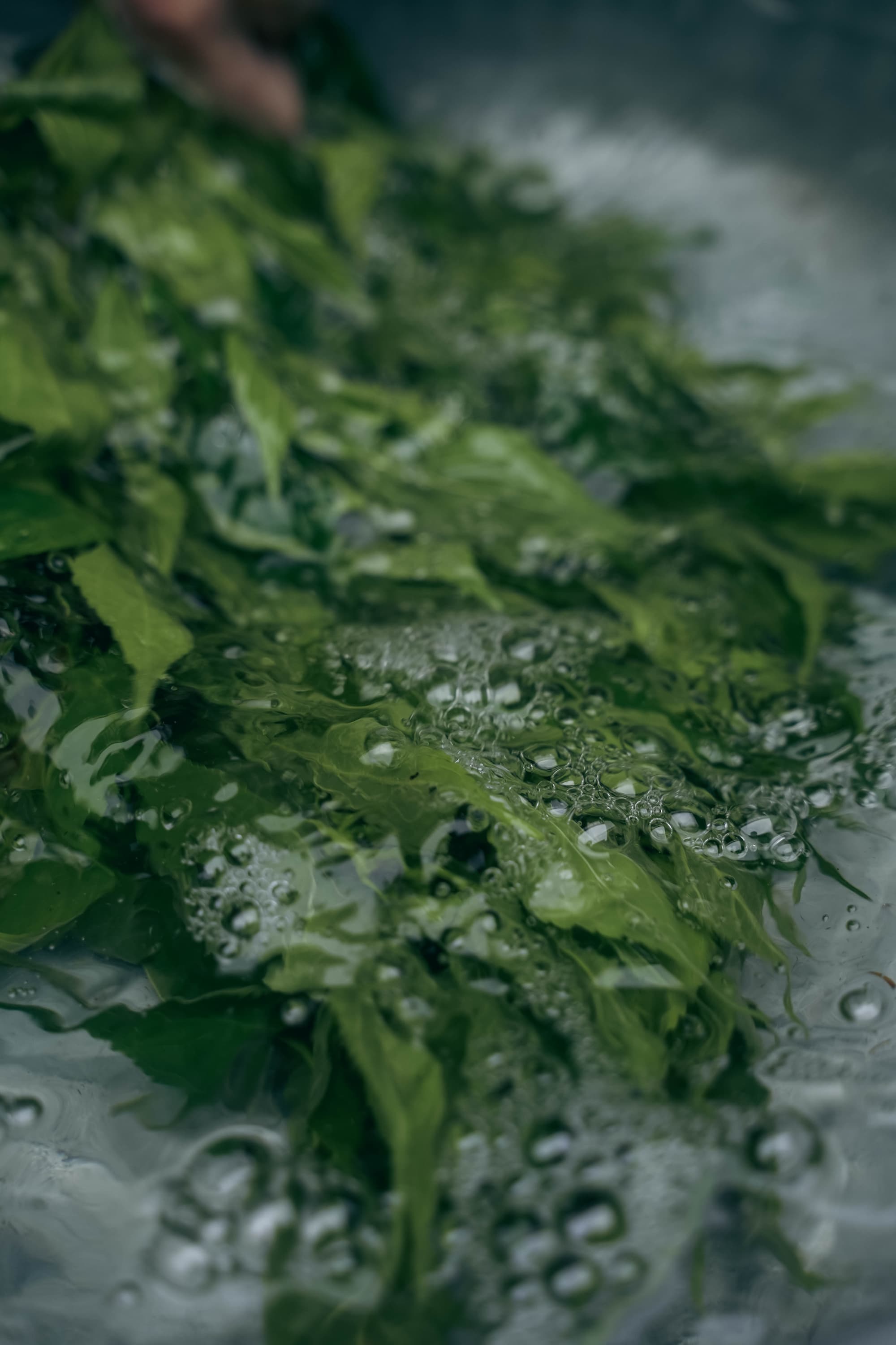 楮ほうじ茶 ティーバッグ8包入 茶筒