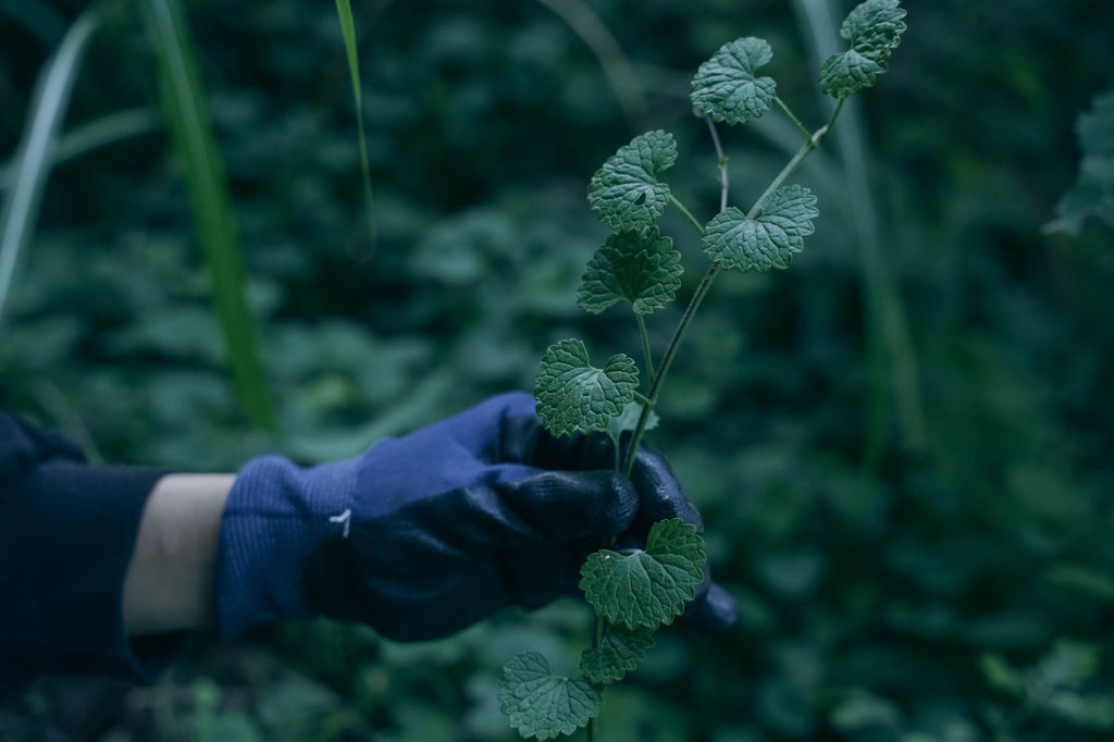 カキドオシとレモングラス ティーバッグ6包入 茶筒