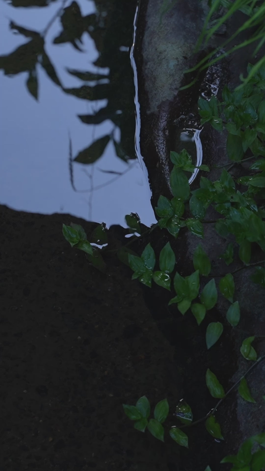 カキドオシとレモングラス ティーバッグ6包入 茶筒